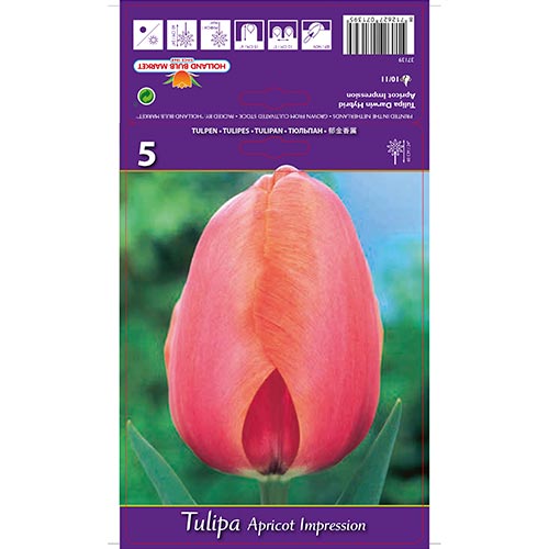 Tulipe Apricot Impression interface.image 1 interface.art 67687