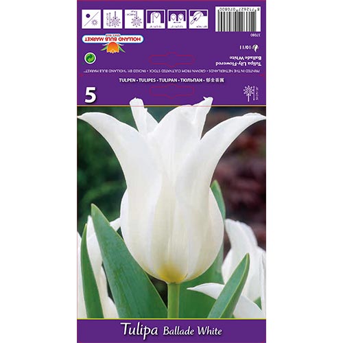 Tulipe Ballade White interface.image 1 interface.art 67691