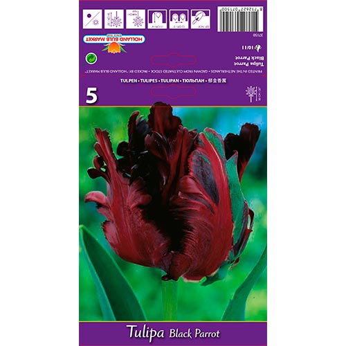Tulipe Black Parrot interface.image 1 interface.art 67489