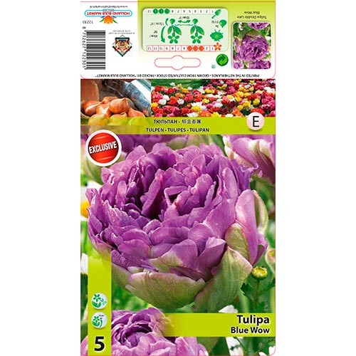 Tulipe Blue Wow interface.image 1 interface.art 67701