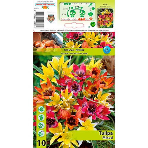 Tulipe botanique Mixed interface.image 1 interface.art 67873