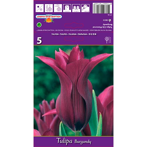 Tulipe Burgundy interface.image 1 interface.art 67759