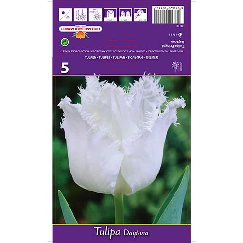 Tulipe Daytona interface.image 1 interface.art 67723