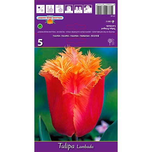 Tulipe Lambada interface.image 1 interface.art 68105