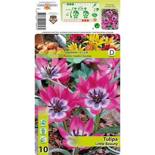 Tulipe Little Beauty interface.image 1 interface.art 67499