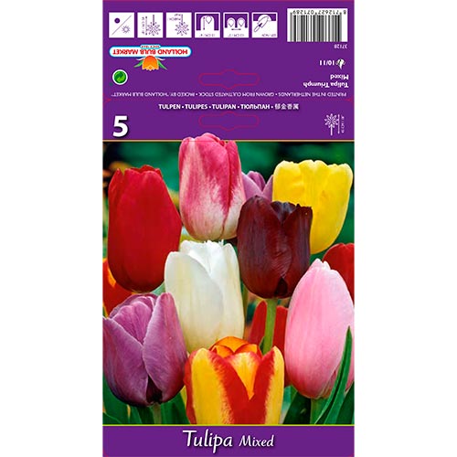 Tulipe Mixed interface.image 1 interface.art 67846