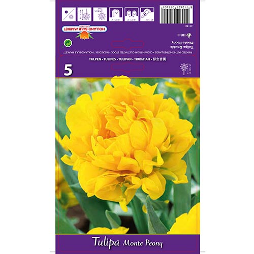 Tulipe Monte Peony interface.image 1 interface.art 67775