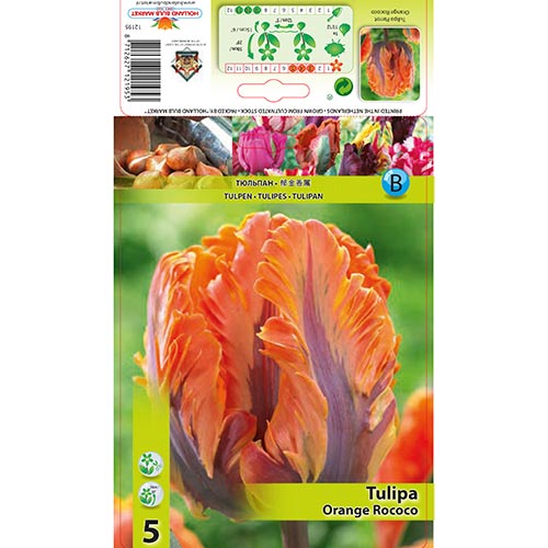 Tulipe Orange Rococo interface.image 1 interface.art 67784