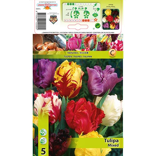 Tulipe Parrot Mixed interface.image 1 interface.art 67874