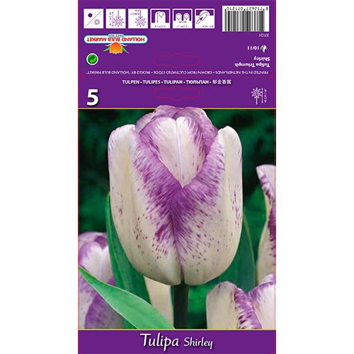 Tulipe Shirley interface.image 1 interface.art 68114