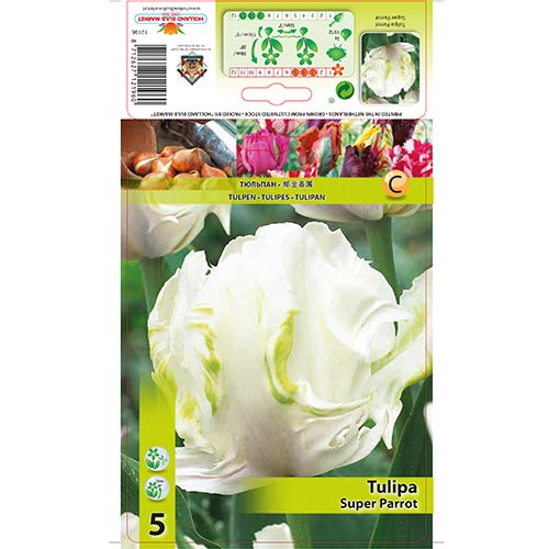 Tulipe Super Parrot interface.image 1 interface.art 67802