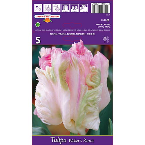 Tulipe Weber's Parrot interface.image 1 interface.art 67710
