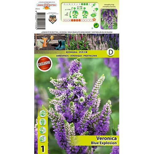 Véronique Spicata Blue Explosion interface.image 1 interface.art 70453