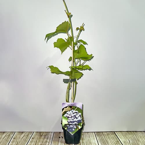 Vigne Agat Donski, P9 interface.image 2 interface.art 6948