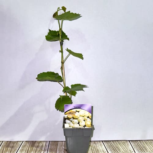 Vigne Aurora interface.image 2 interface.art 7372