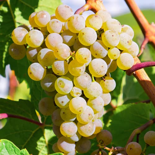 Vigne Bianca, P9 interface.image 1 interface.art 7334