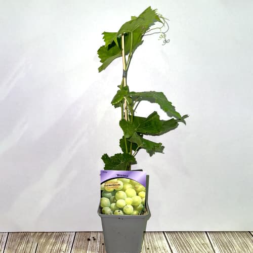 Vigne Bianca, P9 interface.image 2 interface.art 7334