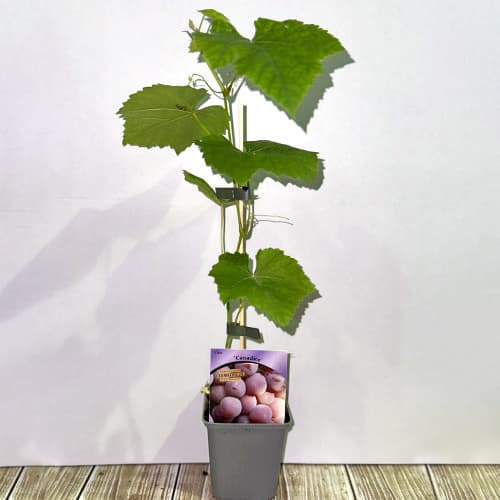 Vigne Canadice interface.image 2 interface.art 5639