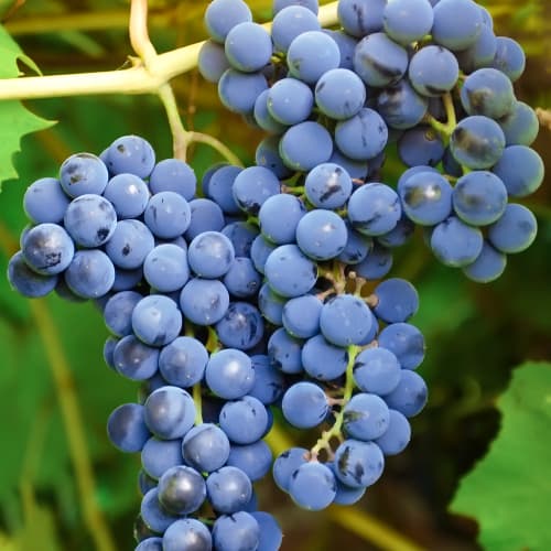 Vigne Cascade interface.image 1 interface.art 7374