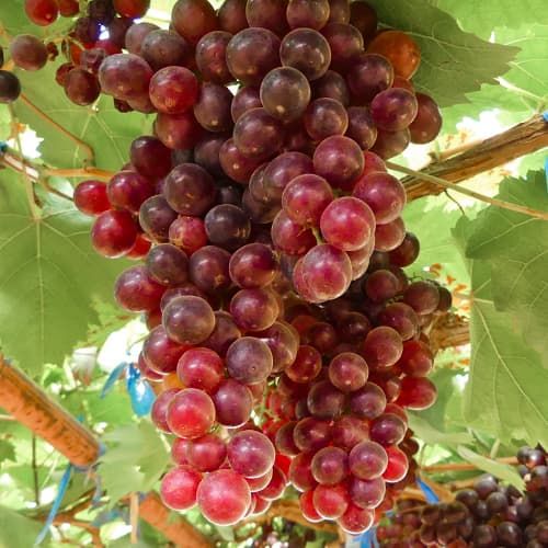 Vigne Kalina Red interface.image 1 interface.art 4897