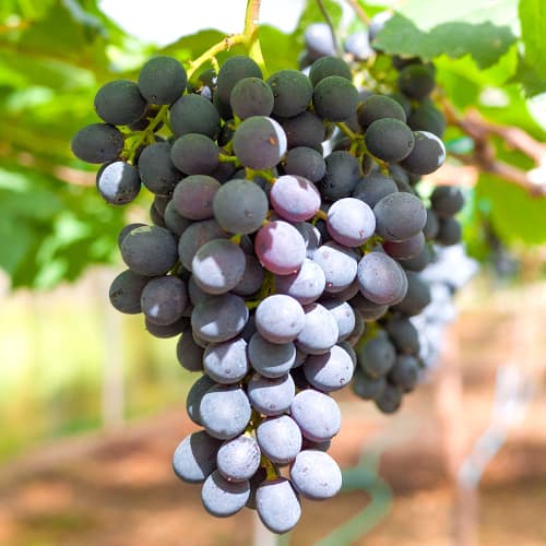 Vigne Kodrianka interface.image 1 interface.art 7339