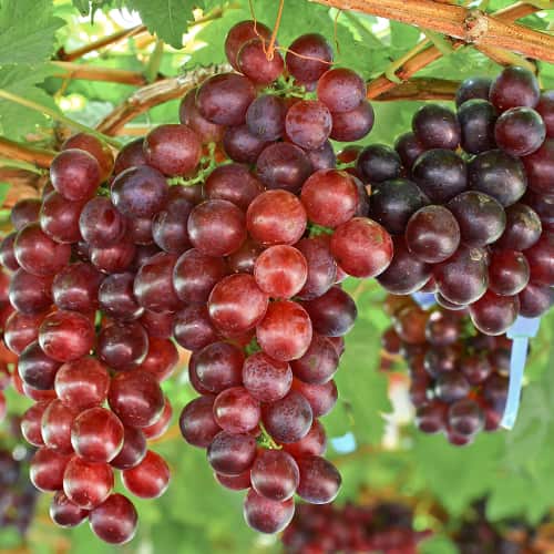 Vigne Lidia, P9 interface.image 1 interface.art 7340