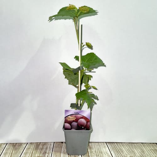 Vigne Lidia, P9 interface.image 2 interface.art 7340