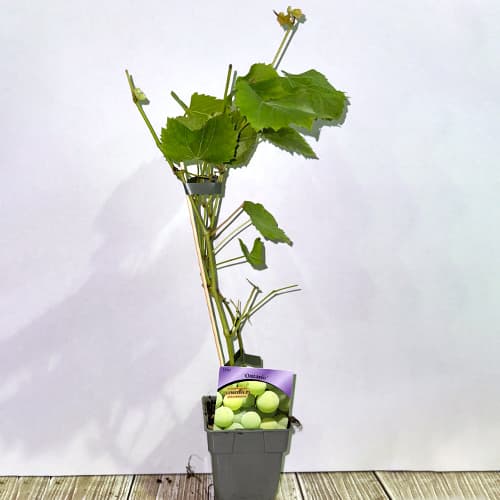 Vigne Ontario interface.image 2 interface.art 6956