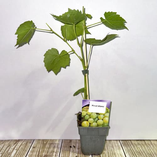 Vigne Pinot Blanc, P9 interface.image 2 interface.art 4895