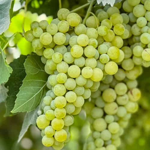 Vigne Solaris, Р9 interface.image 1 interface.art 6951