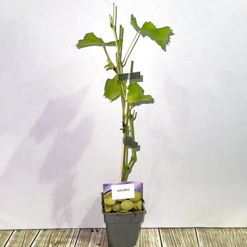 Vigne Solaris, Р9 interface.image 2 interface.art 6951