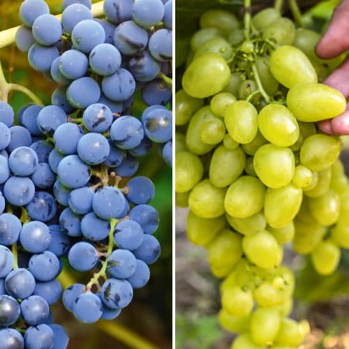 Vigne supérieure, 2 plants interface.image 1 interface.art 4958