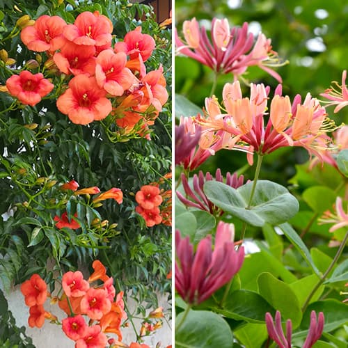 Vignes ornementales, 2 plants interface.image 1 interface.art 4817