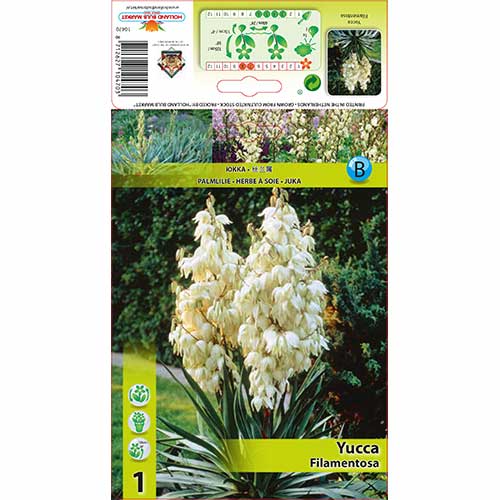 Yucca Filamentosa interface.image 1 interface.art 76366