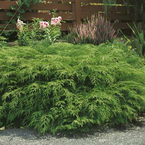 Сyprès de Sibérie, C2 interface.image 1 interface.art 7746