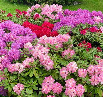 Arbustes ornementaux