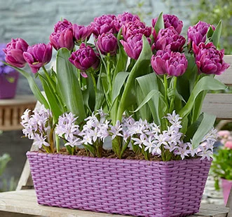 Bulbes à fleurs Best Buy Capperline