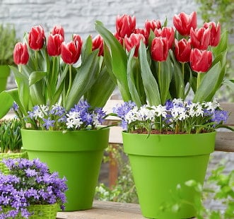 Bulbes à fleurs Star Capperline