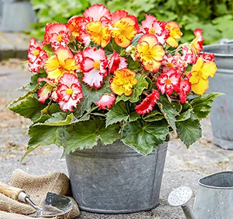 Bulbes de fleurs de printemps