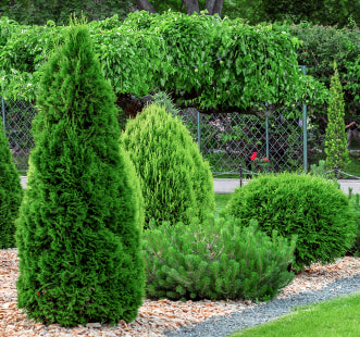 Plantes de conifères