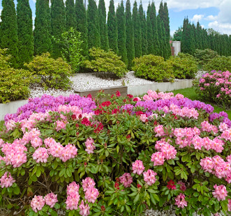 Plantes ornementales