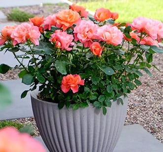 Roses pour balcon, terrasse