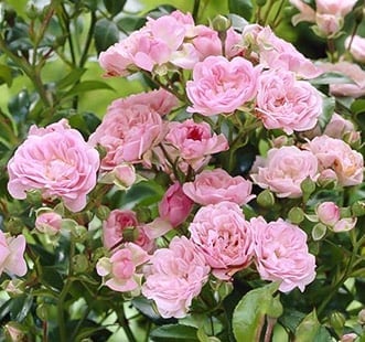 Rosiers floribunda