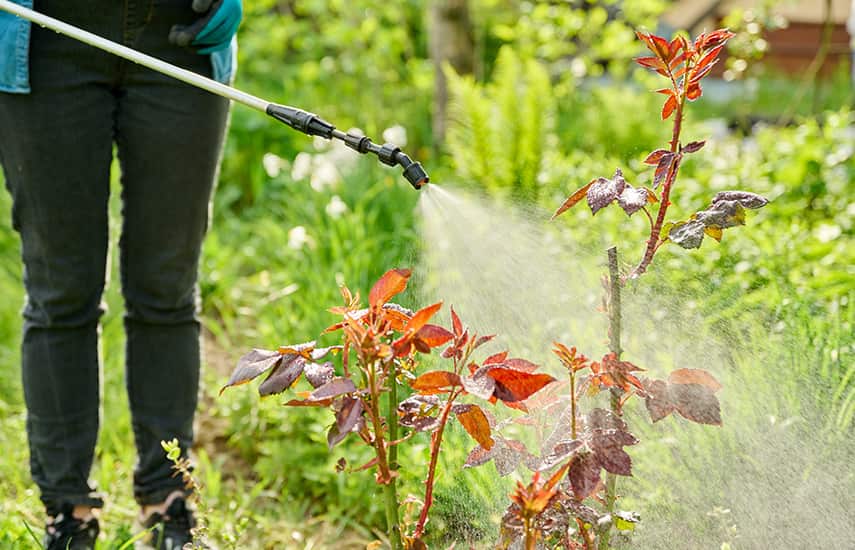 Comment créer sa propre roseraie et l'entretenir correctement?