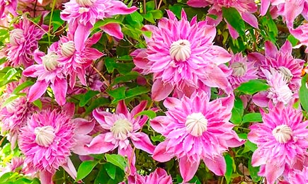 Géants en fleurs | GradinaMax