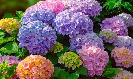 Parterres de fleurs colorés | GradinaMax