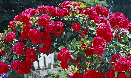 Roses à grandes fleurs | GradinaMax