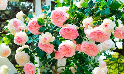 Roses à massifs | GradinaMax