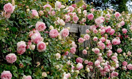 Variétés de rosiers grimpants | GradinaMax