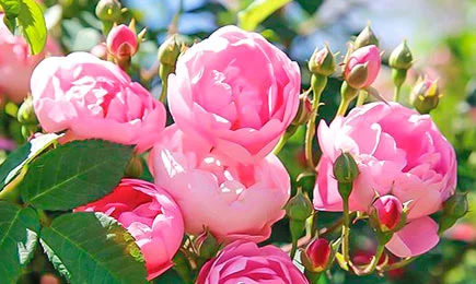 Variétés de rosiers grimpants | GradinaMax